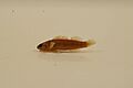 Tippecanoe darter