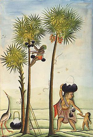 Toddy-tapper climbing a toddy palm 1785 (cropped)