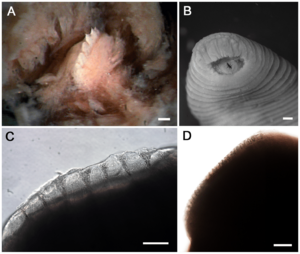 Tyrannobdella rex teeth.png