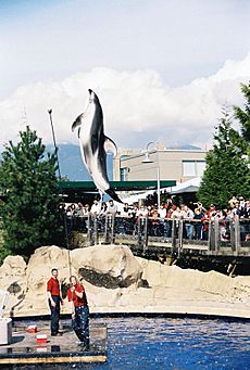 Vancouver aquarium dolphin