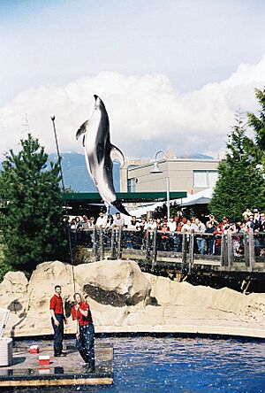 Vancouver aquarium dolphin