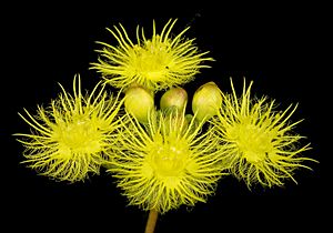 Verticordia acerosa var. preissii - Flickr - Kevin Thiele (1)