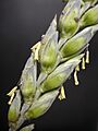 WheatFlower1-rotated