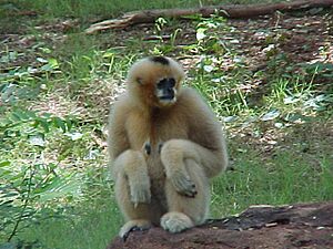 Witwanggibbon V.jpg