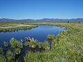 Wood River Marsh