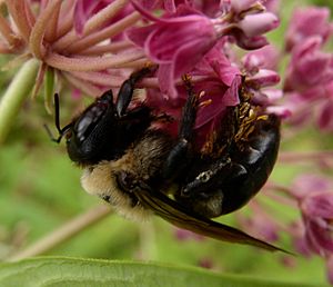 Xylocopa virginica pollinia