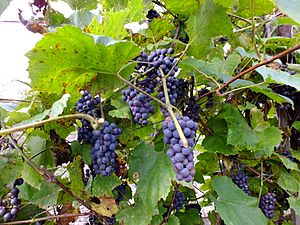 Синий дальневосточный виноград ф2.JPG