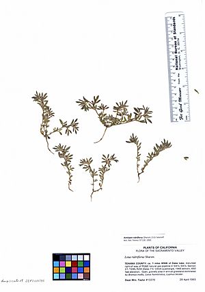 Herbarium specimen of "Acmispon rubriflorus"