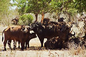 African Cape Buffalo (5232693190)