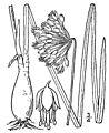 Allium cernuum BB