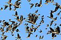 Anser albifrons in flight at Llano Seco