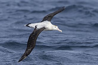 Antipodean albatross 1.jpg