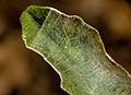 Araneidae-Araneinae-Araneus-praesignis 03 Photo-Robert-Whyte