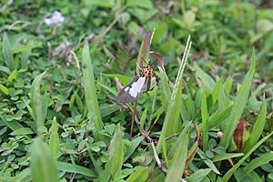 Asota heliconia philippina