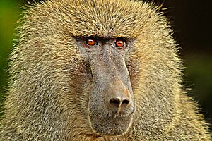 BABOON-e