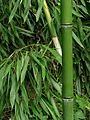 Bamboo DSCN2465