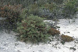 Banksia pteridifolia habit
