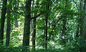 BeltWoods1a