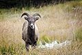Bighorn Sheep - Kananaskis