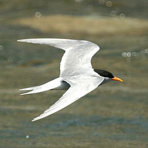 Black-fronted Tern, Greymouth, New Zealand (cropped).jpg