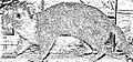 Bornean ferret badger