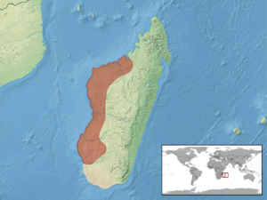 Brookesia brygooi distribution.png