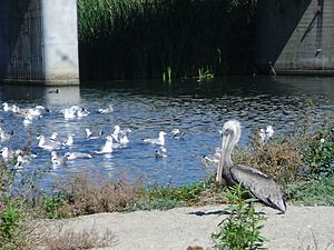 Brown Pelican Trestles Park