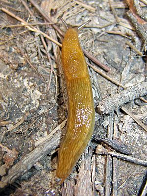 Brown Slug (3714909723)