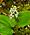 Maianthemum canadense, Canada mayflower, Ellison bluff