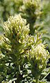 Castilleja grisea