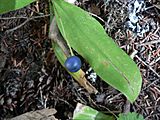 The fruit of Clintonia uniflora is a single round blue berry up to a centimeter in diameter.