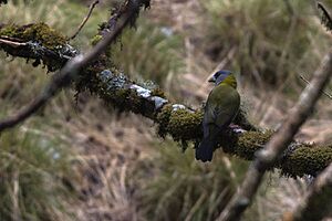 Collared Grosbeak Female Pangolakha Wildlife Sanctuary East Sikkim India 05.05.2016.jpg