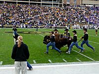 Colorado Ralphie IV KSU 2006