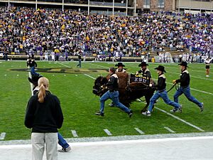Colorado Ralphie IV KSU 2006