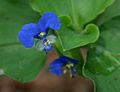 Commelina benghalensis W IMG 1549