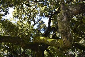 Country Club Area, Los Altos, CA