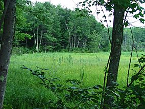 D.A.R. State Forest.jpg