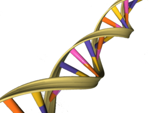 DNA Double Helix