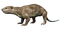 Didelphodon NT small