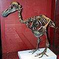 Dodo-Skeleton Natural History Museum London England