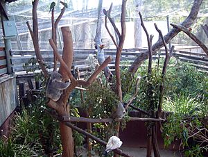 Dreamworld Koalas
