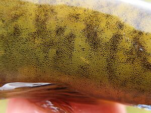 Eldon's galaxias (Galaxias eldoni) - closeup of skin