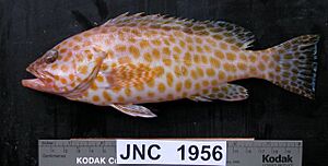Epinephelus areolatus, black background, New Caledonia.jpg