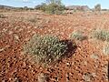 Eremophila caespitosa (habit)