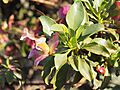 Eremophila fraseri parva (leaves and flowers)