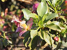 Eremophila fraseri parva (leaves and flowers)