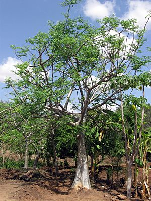 Ethiopia - Mature Moringa stenopetala tree - March 2011