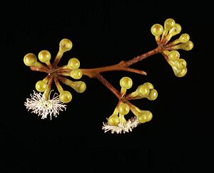 Eucalyptus brevistylis flowers