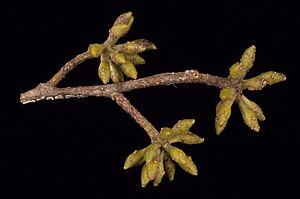 Eucalyptus laevopinea buds