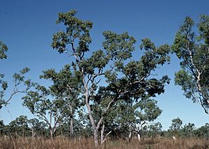 Eucalyptus oligantha.jpg